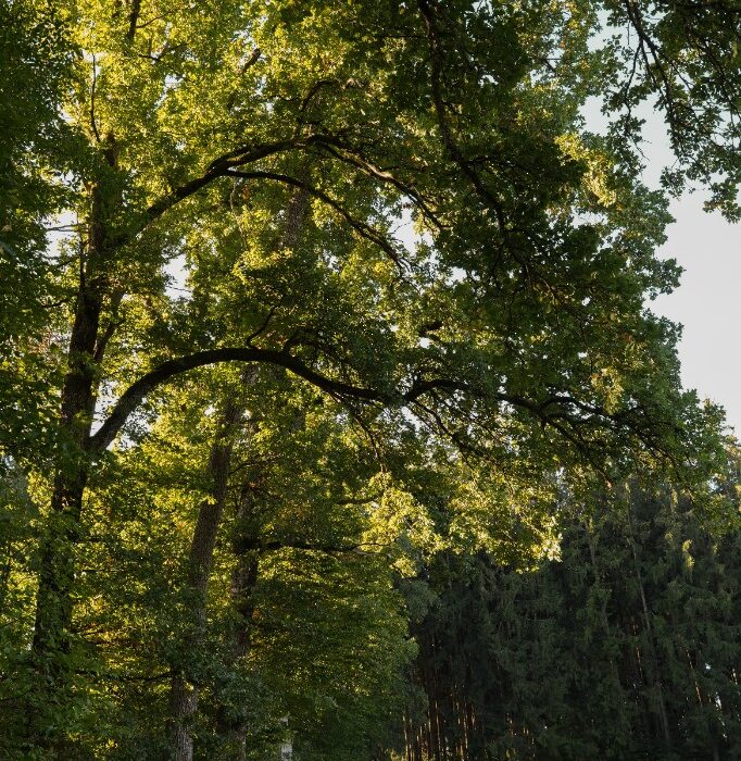 Waldweg