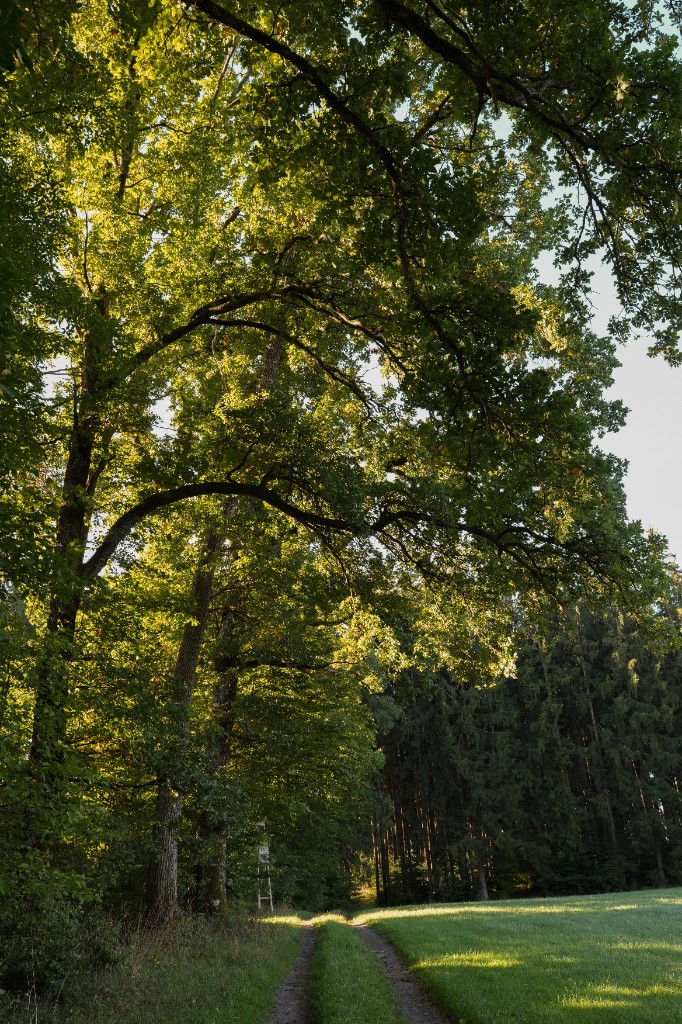 Waldweg